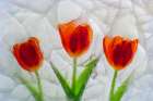 Tulip in ice Art Print